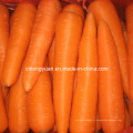 Ехпортированный Стандарт Качества Китайский Свежий Морковь